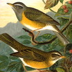 Eyebrowed Thrush